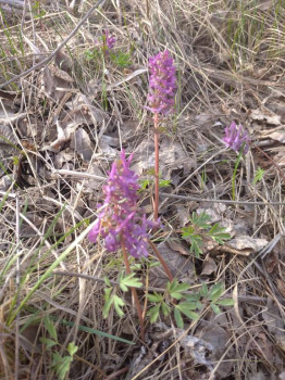 Чем сегодня занимались - IMG_20210425_162107_1.jpg