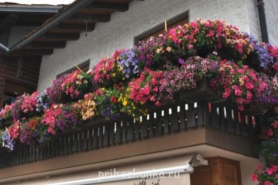 Мои комнатные растения. - 0_6d0b1_5dc67328_XXXL.jpg