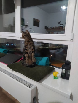 Клуб фелинологов-любителей  - IMG_20210503_094012_304.jpg