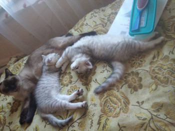 Клуб фелинологов-любителей  - IMG_20210421_190028.jpg