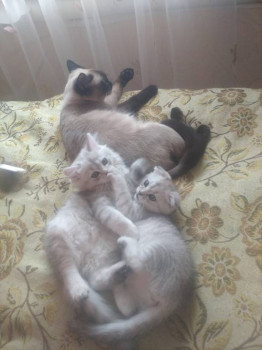 Клуб фелинологов-любителей  - IMG_20210421_144936_1.jpg