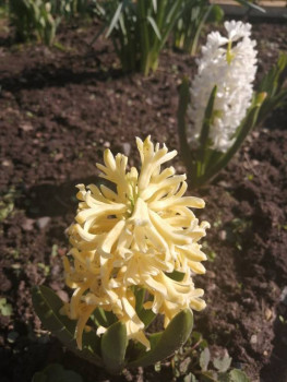 Декоративные садовые растения. - IMG_20210506_090856.jpg