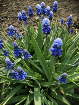 Декоративные садовые растения. - IMG_20210509_134415.jpg