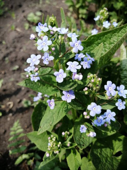 Декоративные садовые растения. - IMG_20210509_134624.jpg