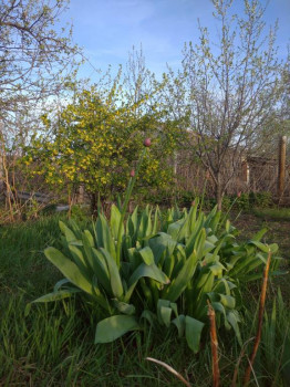 Скоро расцветет рокамболь.