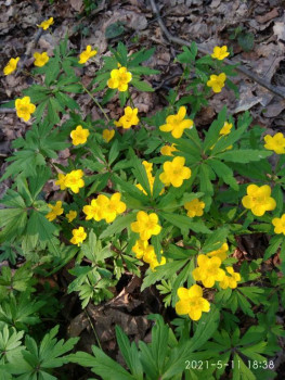 Чем сегодня занимались - IMG_20210511_183812.jpg