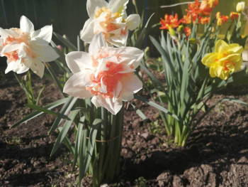 Декоративные садовые растения. - IMG_20210511_163219.jpg