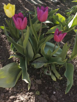 Декоративные садовые растения. - IMG_20210511_163332.jpg