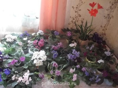 мои фиалки.