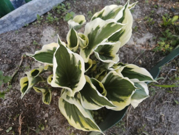 Декоративные садовые растения. - IMG_20210526_183838.jpg