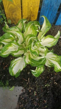 Декоративные садовые растения. - IMG-20210526-WA0061.jpeg