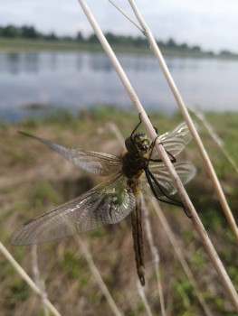 Чем сегодня занимались - IMG_20210528_084931.jpg