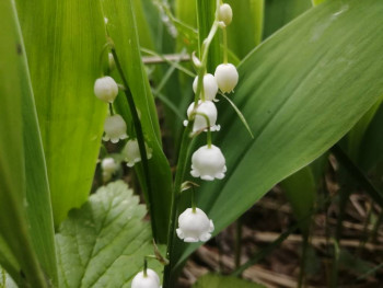 Чем сегодня занимались - IMG_20210528_112632.jpg