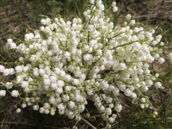 Чем сегодня занимались - IMG_20210528_112537.jpg