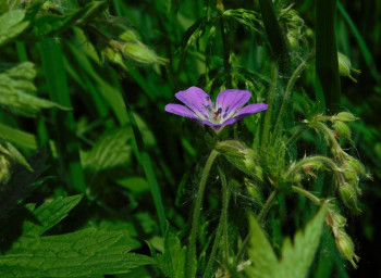 Доброго утра Хорошего дня Спокойной ночи  - 1P60Pg_tDgk.jpg