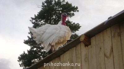 Кого из животных вы содержите? Фото приветствуется. - птица.JPG