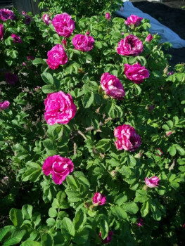 Декоративные садовые растения. - IMG-20210605-WA0011.jpg