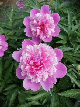 Декоративные садовые растения. - IMG-20210606-WA0010.jpg