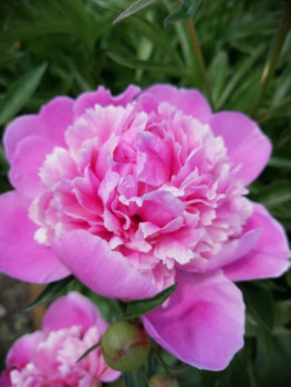 Декоративные садовые растения. - IMG-20210606-WA0014.jpg