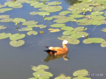 Чем сегодня занимались - IMG_20210613_144836.jpg