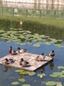 Чем сегодня занимались - IMG_20210613_144550.jpg