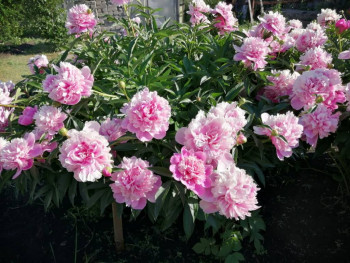 Декоративные садовые растения. - IMG-20210613-WA0011.jpg