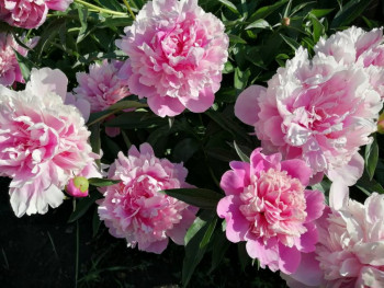 Декоративные садовые растения. - IMG-20210613-WA0013.jpg