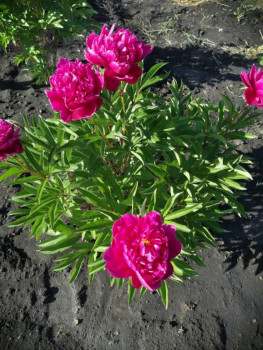 Декоративные садовые растения. - IMG-20210613-WA0015.jpg