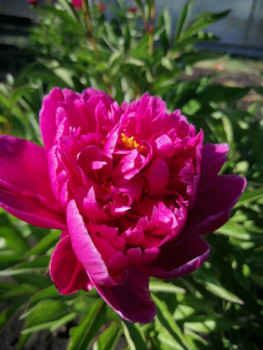 Декоративные садовые растения. - IMG-20210613-WA0016.jpg