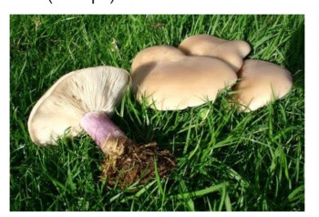 Цены на продукты - IMG_20210615_203511.jpg