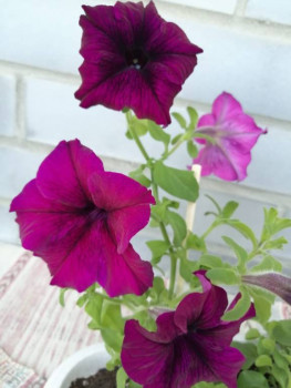 Мои комнатные растения. - IMG-20210620-WA0052.jpg