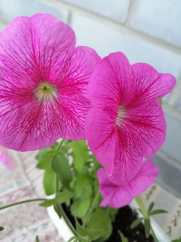 Мои комнатные растения. - IMG-20210620-WA0055.jpg