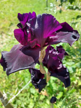 Цветник без хлопот. - 20210622_133237.jpg