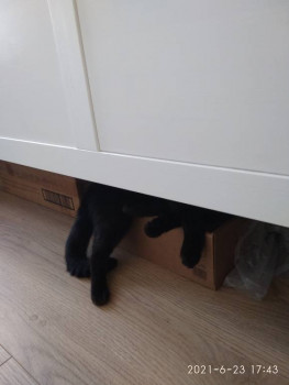 Клуб фелинологов-любителей  - IMG_20210623_174341.jpg