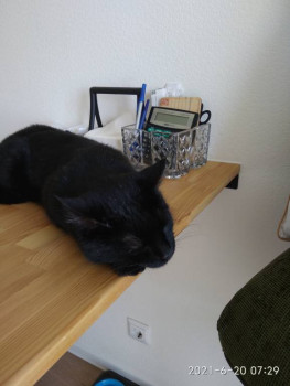 Клуб фелинологов-любителей  - IMG_20210620_072940.jpg