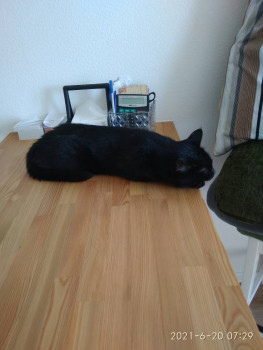 Клуб фелинологов-любителей  - IMG_20210620_072932.jpg