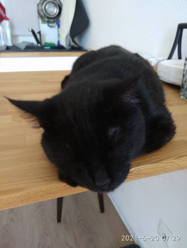 Клуб фелинологов-любителей  - IMG_20210620_072951.jpg