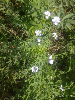 Цветник без хлопот. - IMG_20210623_111143.jpg