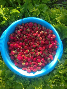 Соседка клубники принесла,аромат чудесный.