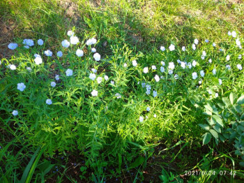 Цветник без хлопот. - IMG_20210624_074215.jpg