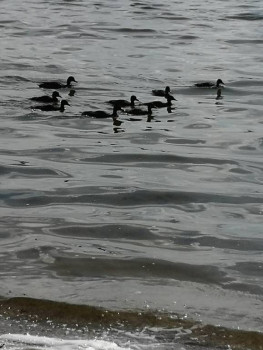 Чем сегодня занимались - IMG_20210625_171639.jpg