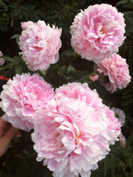 Чем сегодня занимались - IMG_20210625_203020.jpg