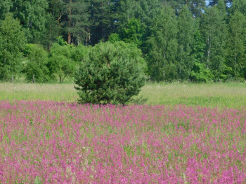 Еду в паломничество.Записки. - DSCN6788.JPG