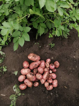 Рецептик дня -4 - IMG-20210627-WA0001.jpg