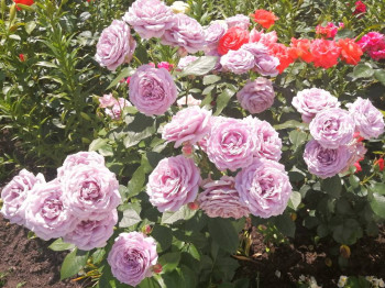 Еду в паломничество.Записки. - IMG_20210627_140546.jpg