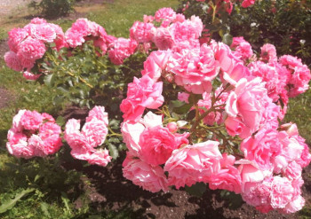 Еду в паломничество.Записки. - IMG_20210627_140710.jpg