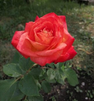 Декоративные садовые растения. - IMG-20210626-WA0000.jpg