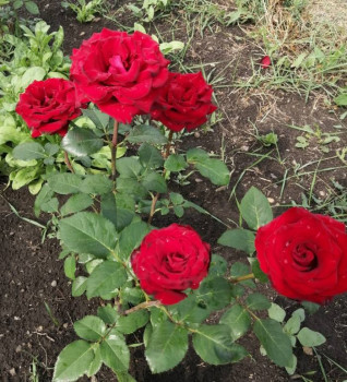 Декоративные садовые растения. - IMG-20210626-WA0002.jpg