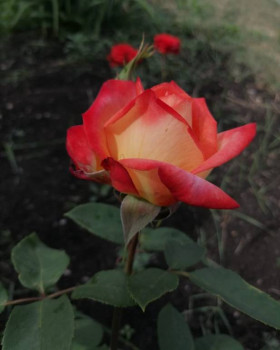 Декоративные садовые растения. - IMG-20210626-WA0003.jpg