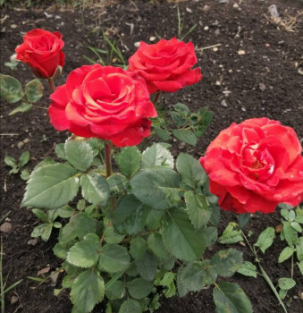 Декоративные садовые растения. - IMG-20210626-WA0004.jpg